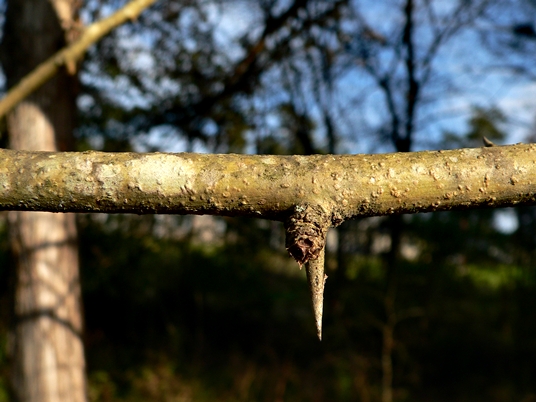 {Maclura pomifera}